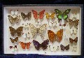papillons